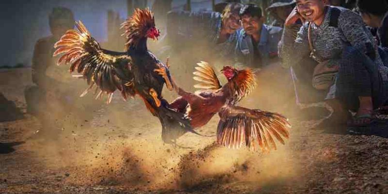Đá Gà Cựa Sắt Sky88 - Trận Đấu Kịch Tính, Phần Thưởng Cao 3 Một số quy định trong đá gà cựa sắt tại SKY88