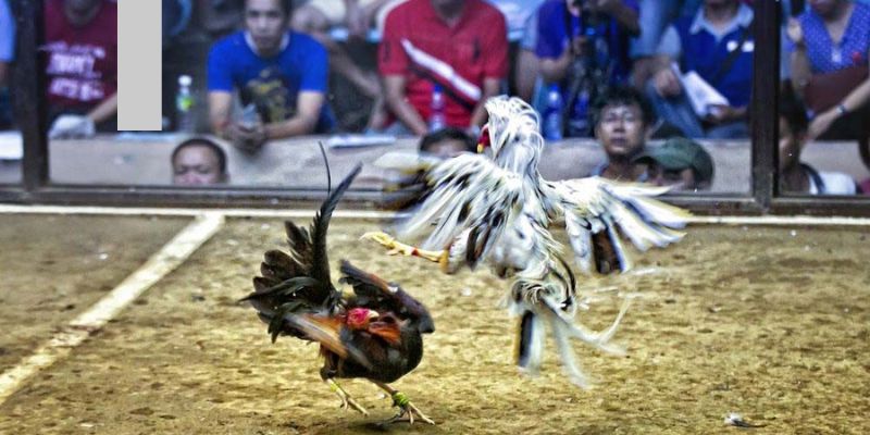 Hướng Dẫn Chơi Đá Gà Online Đỉnh Cao Thắng Lớn Sky88 1 Tổng quan luật chơi game đá gà mà thành viên cần nắm